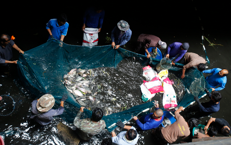 Illustration for article titled Thousands of Fish To Be Freed From Abandoned Mall Fish-Hell